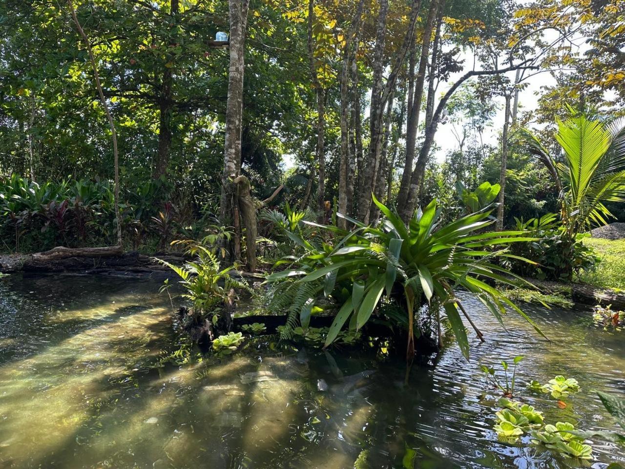 La Palapa Hut Nature Hostel Puerto Jiménez Extérieur photo