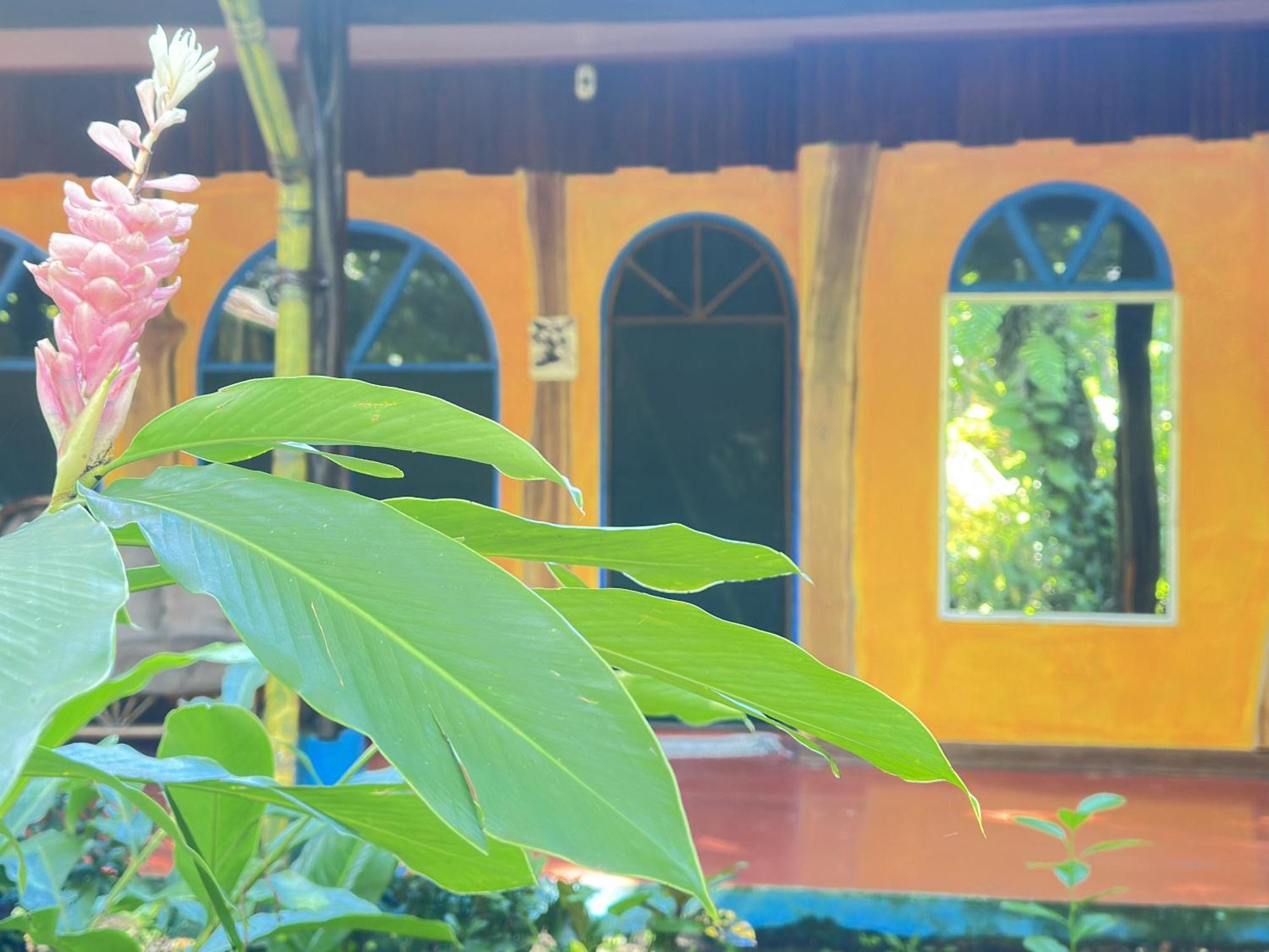 La Palapa Hut Nature Hostel Puerto Jiménez Extérieur photo